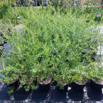 Tavoľník sivý (Spiraea × cinerea) ´GREFSHEIM´ - výška 20-40 cm, kont. C3L